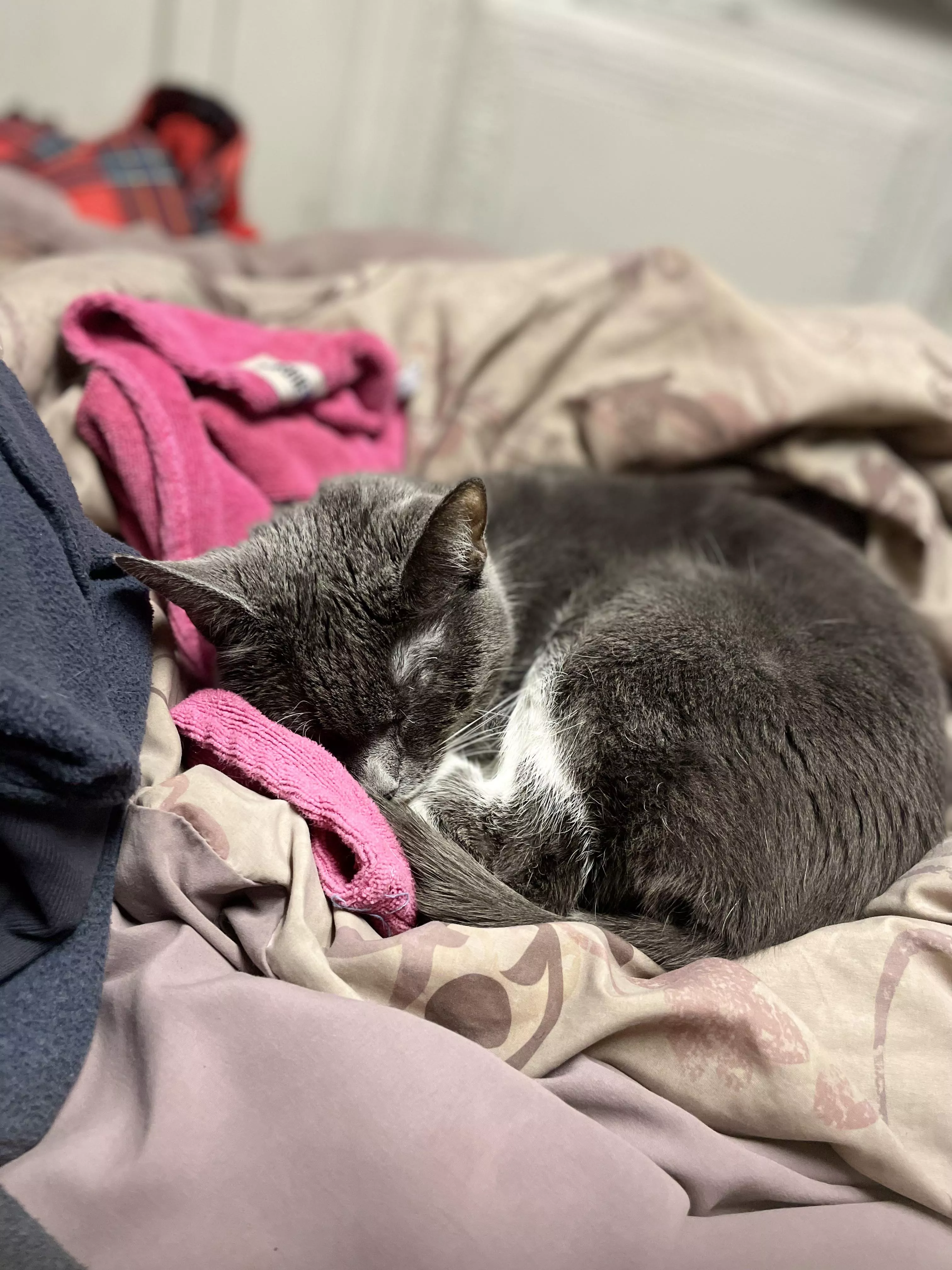 Hewwo evewyone! I hope you guys are having a great day! I want to show you guys my cat in case you guys are having a bad day. I feel everybody deserves to see cute cuddly fur babies once in a while. How is everyone handling the snowstorm?