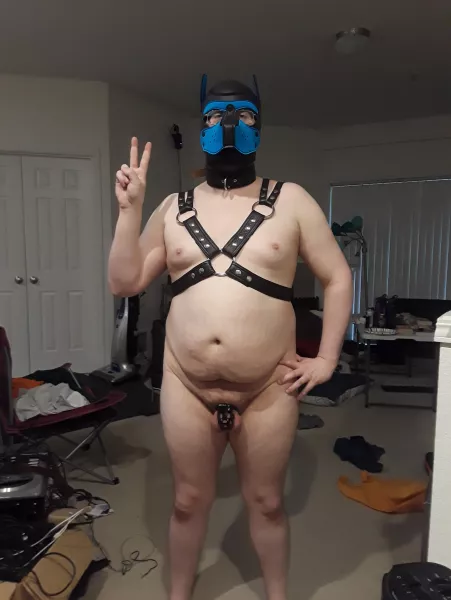 Hey there all! New pup here, locked and ready to go! Hey there all! New pup here, locked and ready to go!