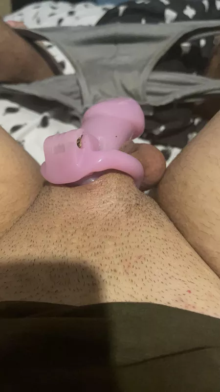 Hi girls, my wife wants me to change from this chastity to a a nub version what do you think? She is saying small size itβs not enough feminine for a women like me Hi girls, my wife wants me to change from this chastity to a a nub version what do you think? She is saying small size itβs not enough feminine for a women like me