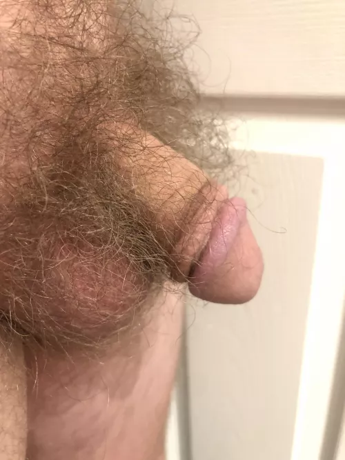 How does everyone like this bush?