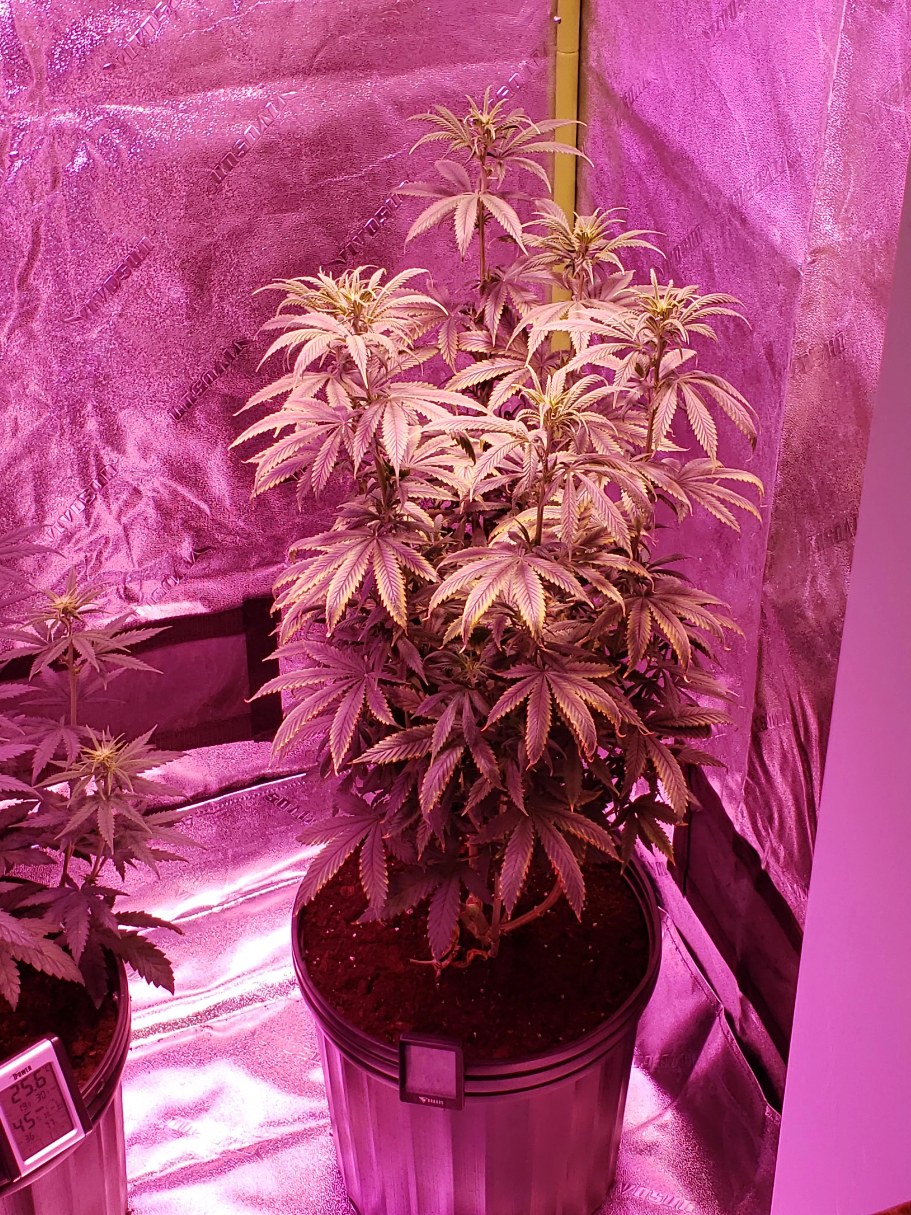 How will buds turn out on a plant with major nutrient problems
