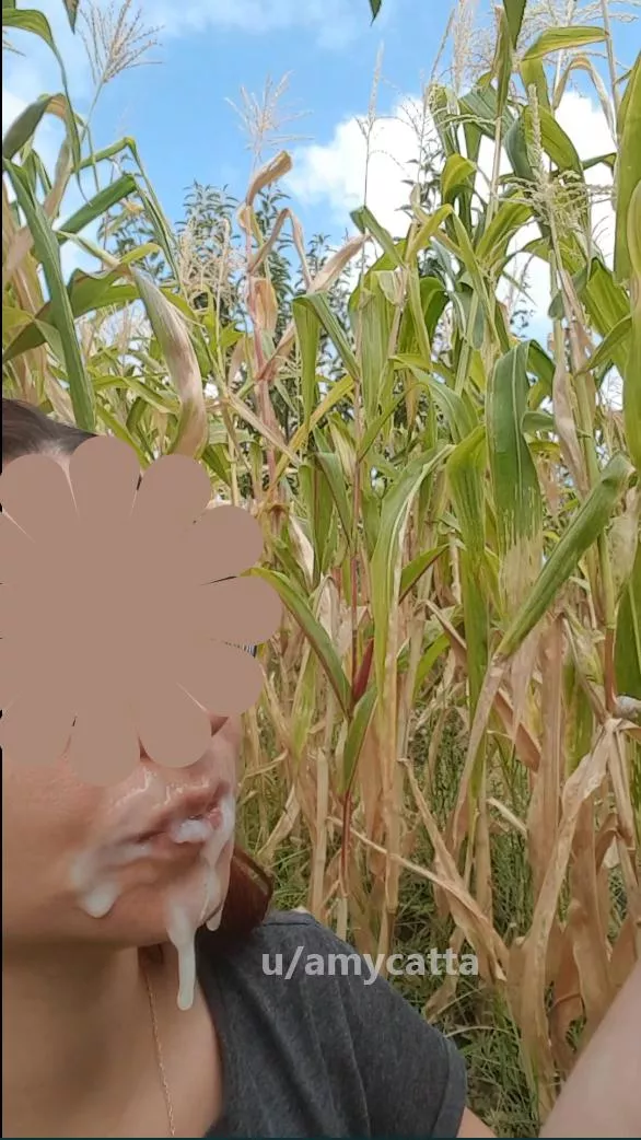 Huge facial after i sucked his cock in a corn field Huge facial after i sucked his cock in a corn field