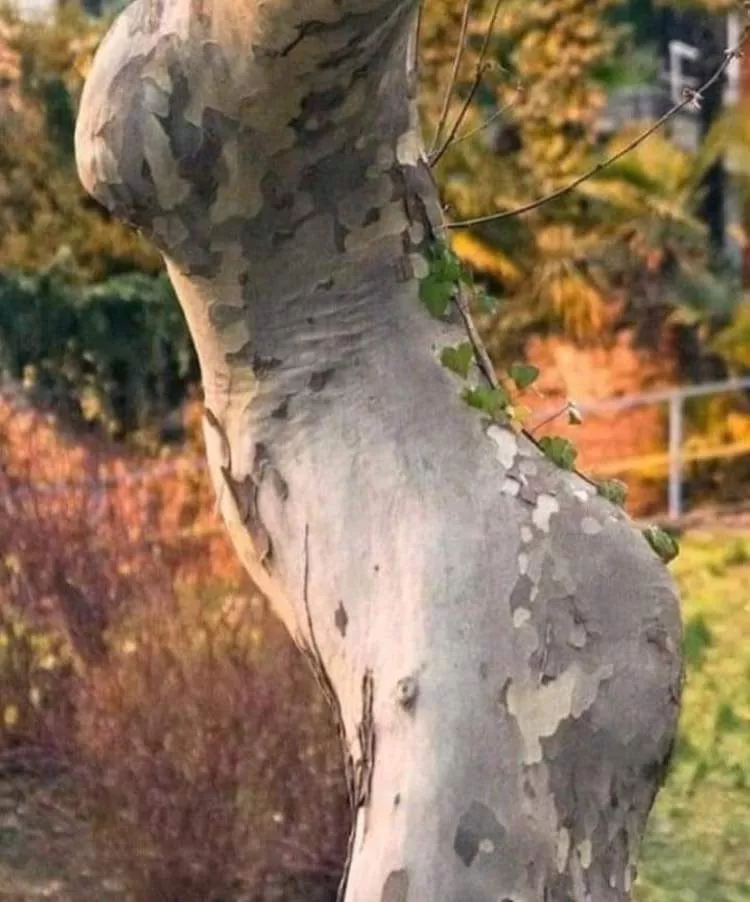 I got wood I got wood