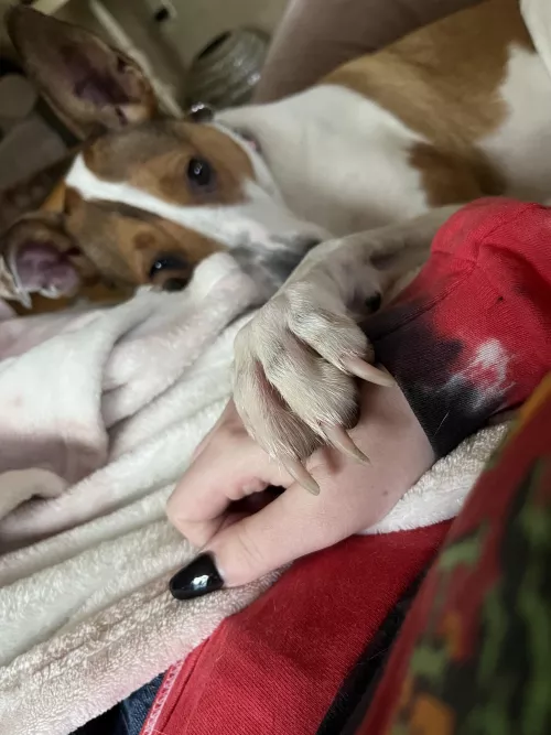 I have pneumonia and it’s kicking my little butt, so here’s my dog holding my hand 🥺