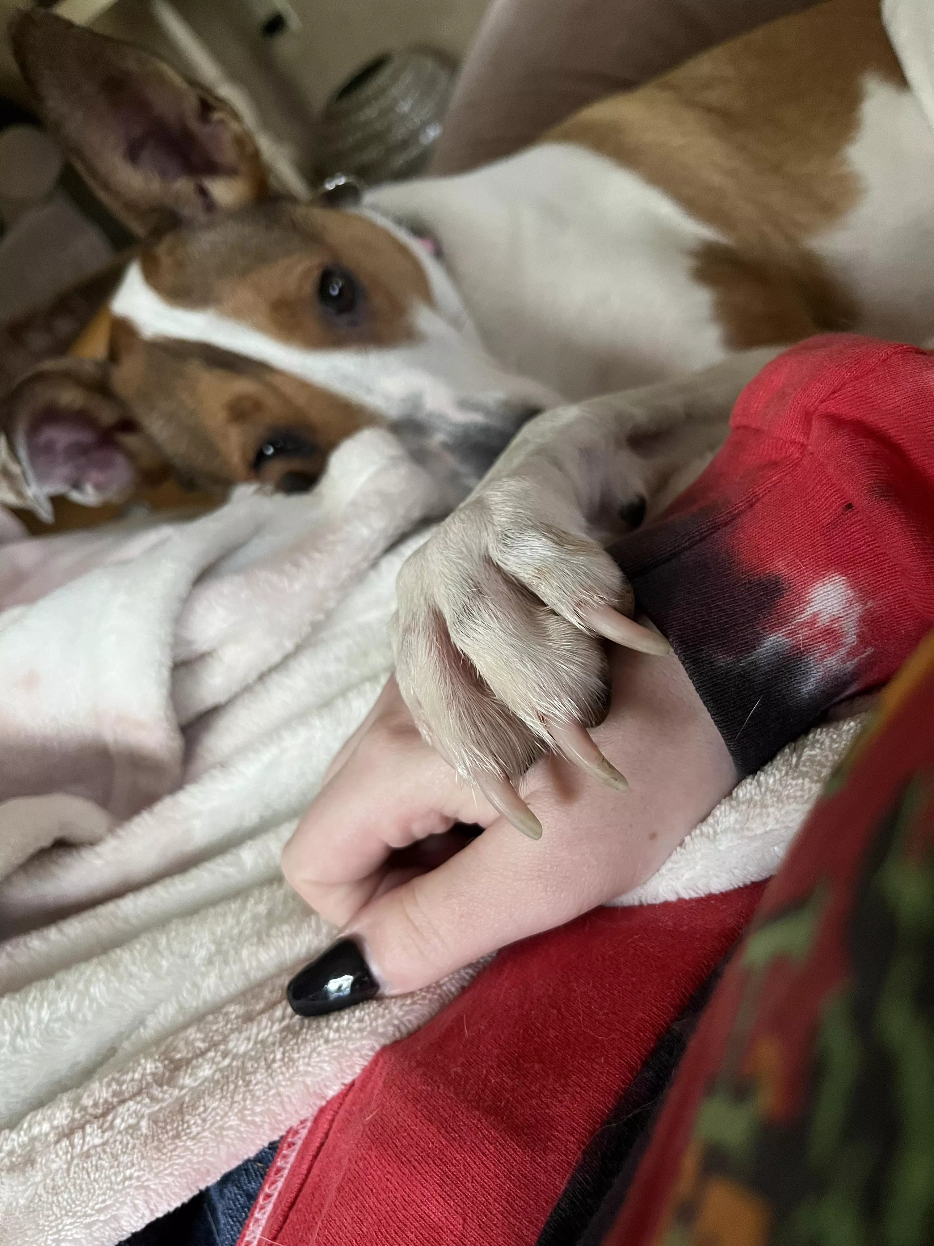 I have pneumonia and it’s kicking my little butt, so here’s my dog holding my hand 🥺