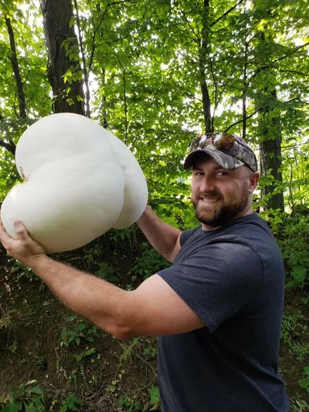 I love big shrooms, I cannot lie I love big shrooms, I cannot lie