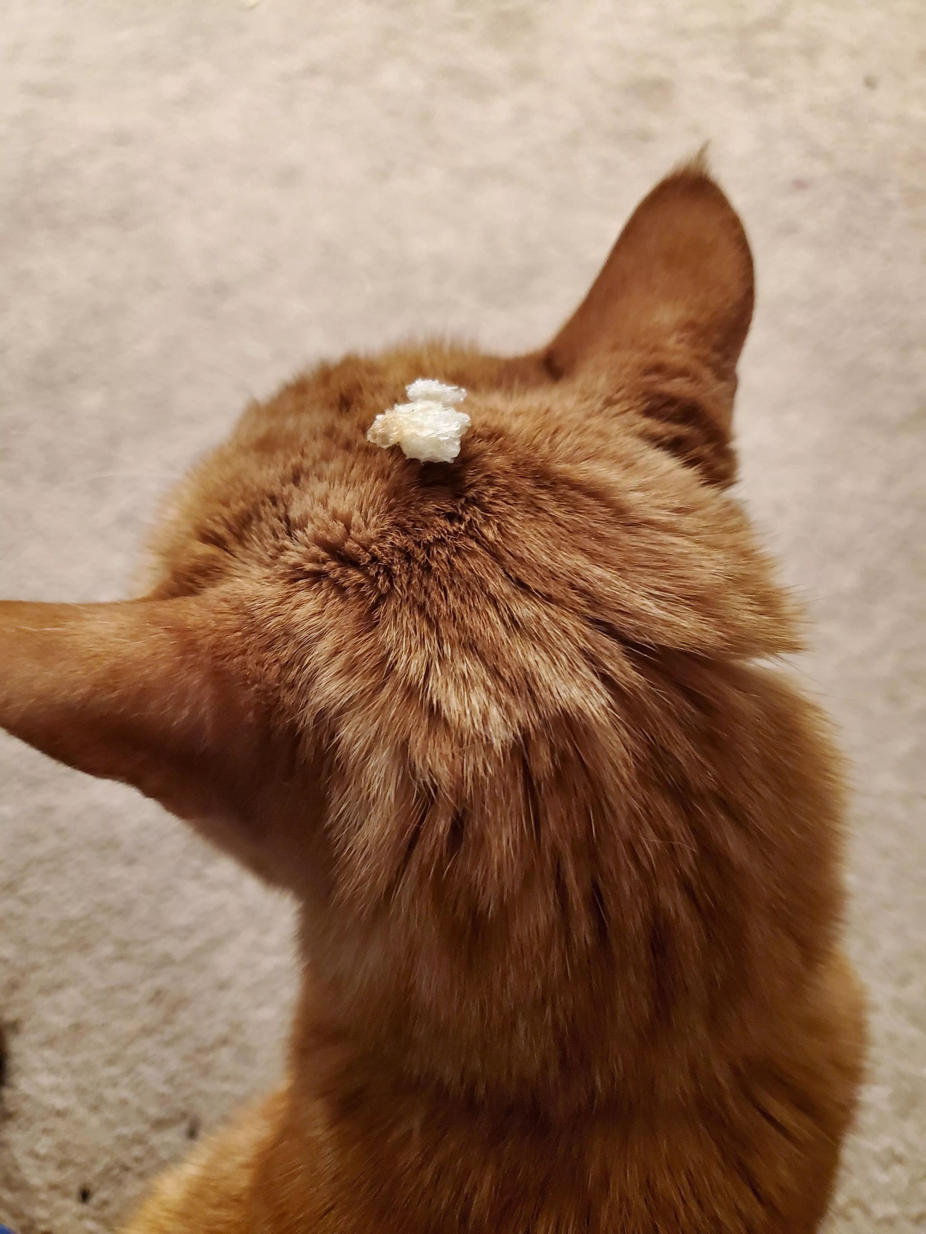 I put a piece of bread on my kitty's head and he hasn't even noticed 🤭