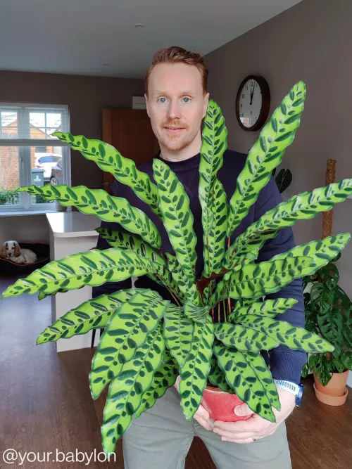 I'm a guy who collects plants ๐ค I'm a guy who collects plants ๐ค