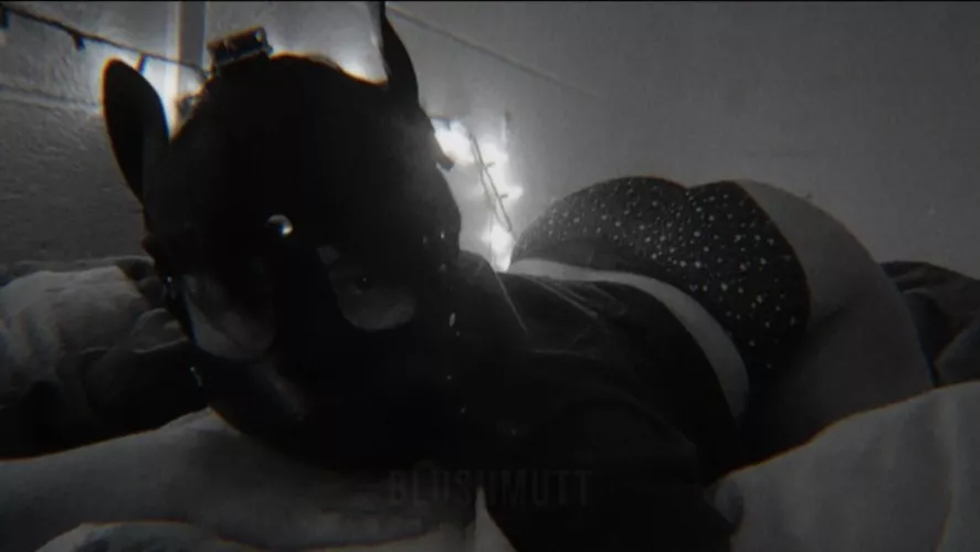 Im a Mutt (he/they/it)