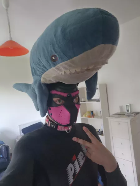 I'm a Shark Pup :D I'm a Shark Pup :D