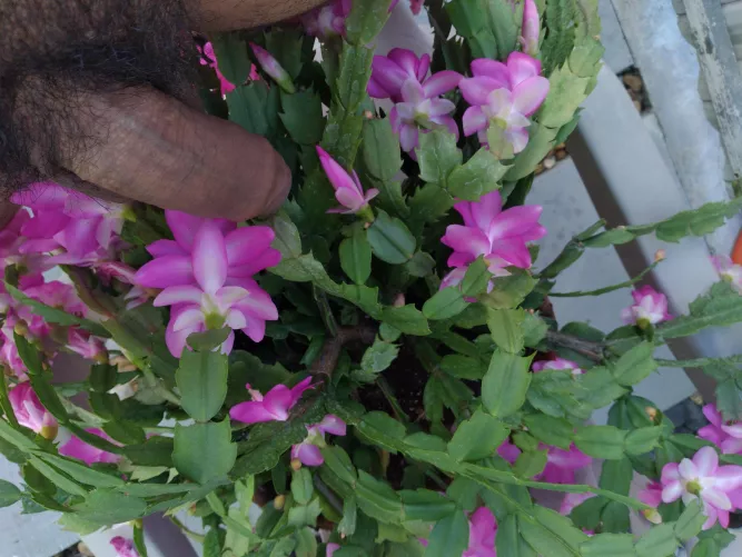 I'm about to pollinate these flowers