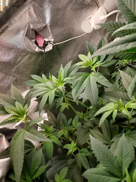 I'm sry .. I had too tho 😁 but ahhh ya we all smoke 🎄 but ahhh what you know about that 🥳in my ti voice 😂 enjoy your day guys