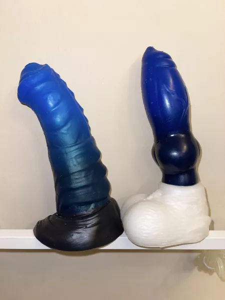 It’s a real dog and pony show tonight! M/M Sleipnir and L/S Diego in their beautiful sig blues💙 It’s a real dog and pony show tonight! M/M Sleipnir and L/S Diego in their beautiful sig blues💙