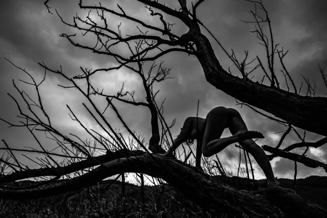 Koromiko Silhouette