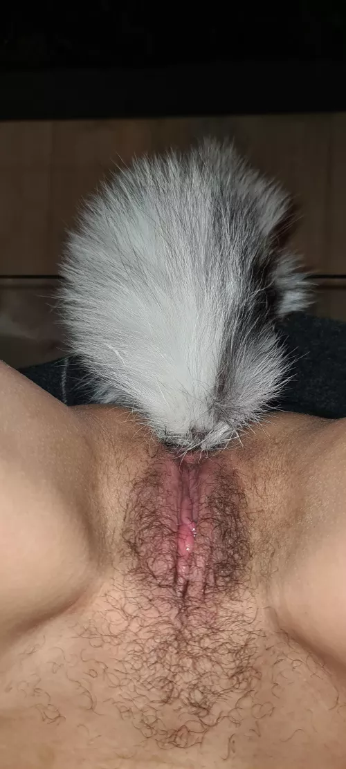 little cat