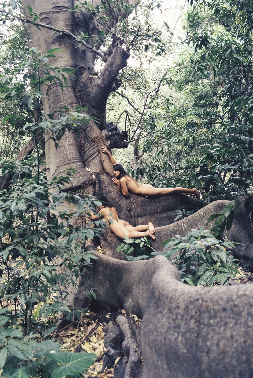 Living Trees Living Trees