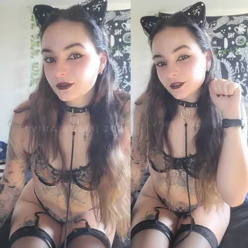 Meowπ»