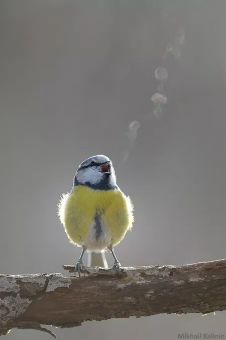 Mods are asleep, post cold perky tits!