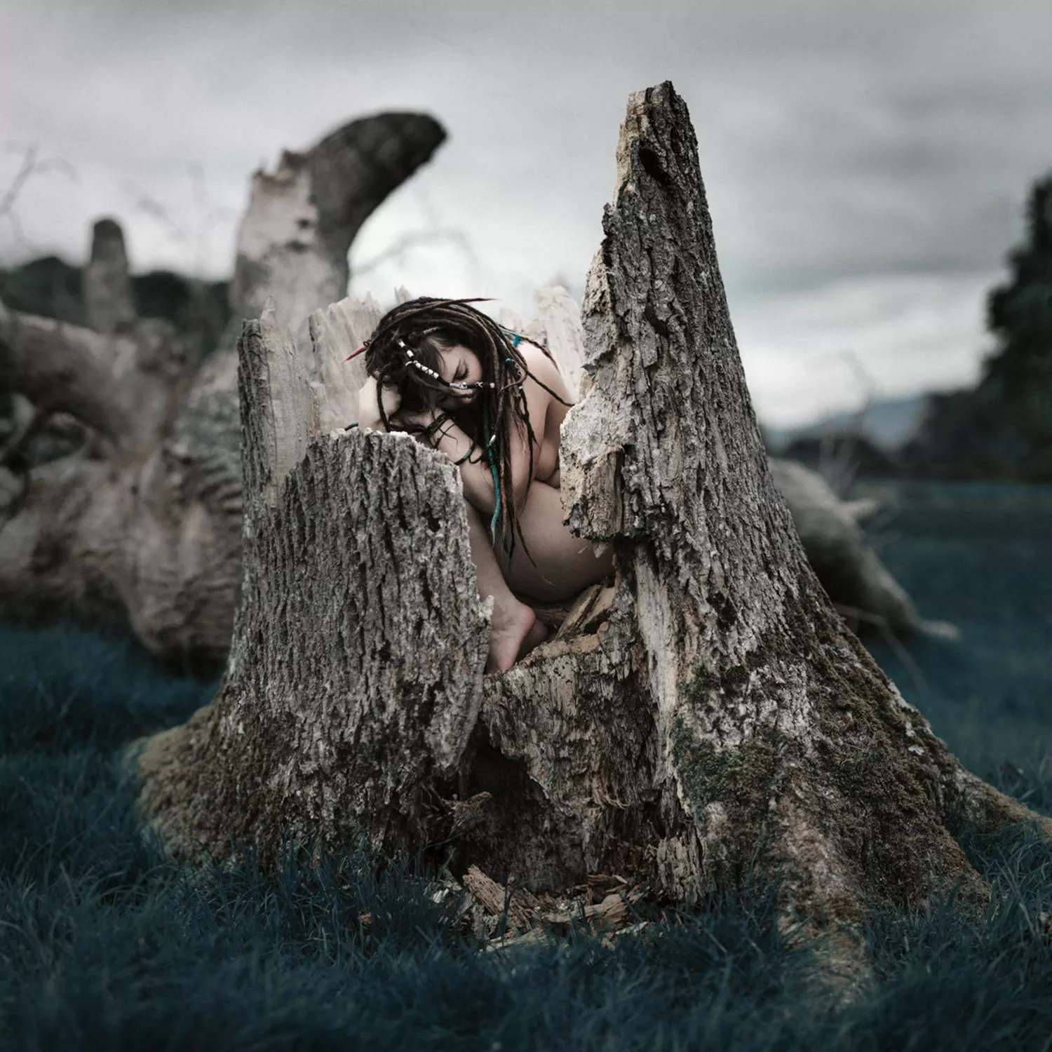 Mourning her dead tree Mourning her dead tree