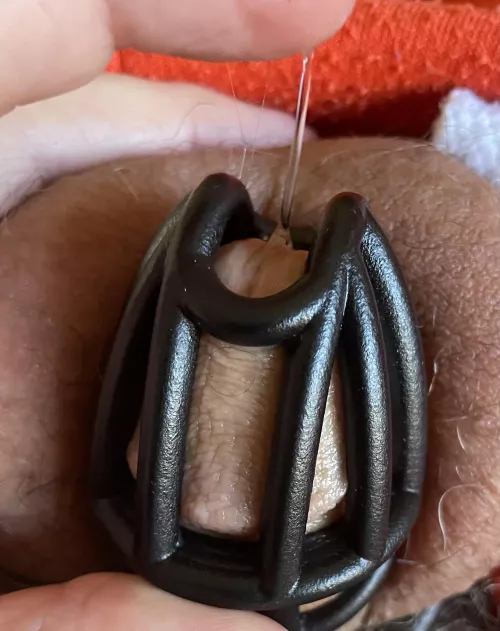 MsDBG8422 has kept me locked for most of the last 5 years. She told me that she wants me to suck her bullโs cock. Her prospective bull told me that he was going to fuck my throat. This is the result. Showed him. He called me pathetic. Leaked even more.