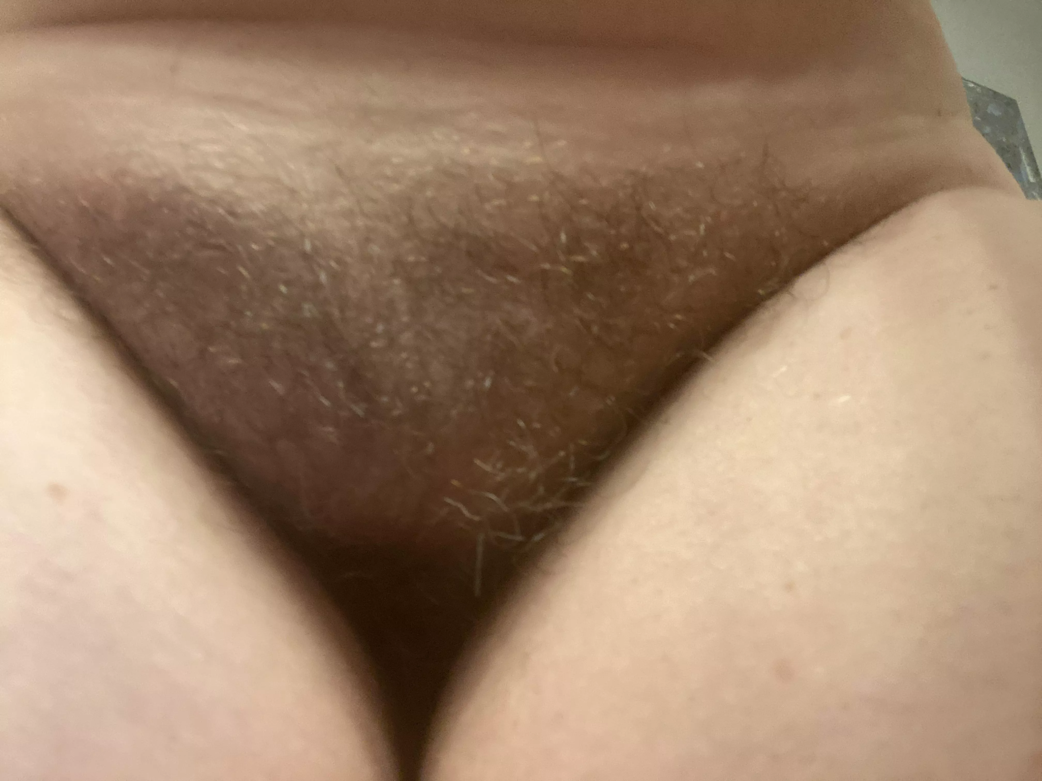 My 48 year old bush for you