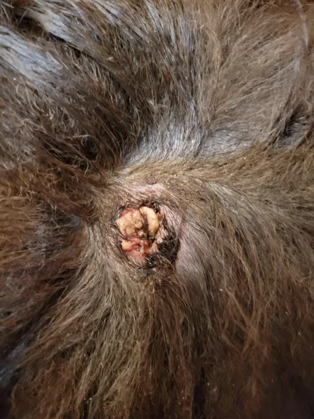 My dog's cyst burst and I had to cut away his fur. This is what I found underneath. Vet isn't calling me back about this yet.