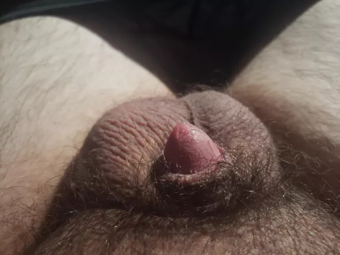 My tiny dick leaking precum [22]