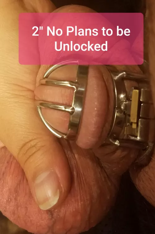 My wife admitted during Locktober she thinks its hotter when I cum in my cage than in her (she loves getting creampied)...I dont remember the last time I was inside her...6-7 weeks ago? I might have gotten cut off from pussy AND full erections ðŸ˜ðŸ˜ ð