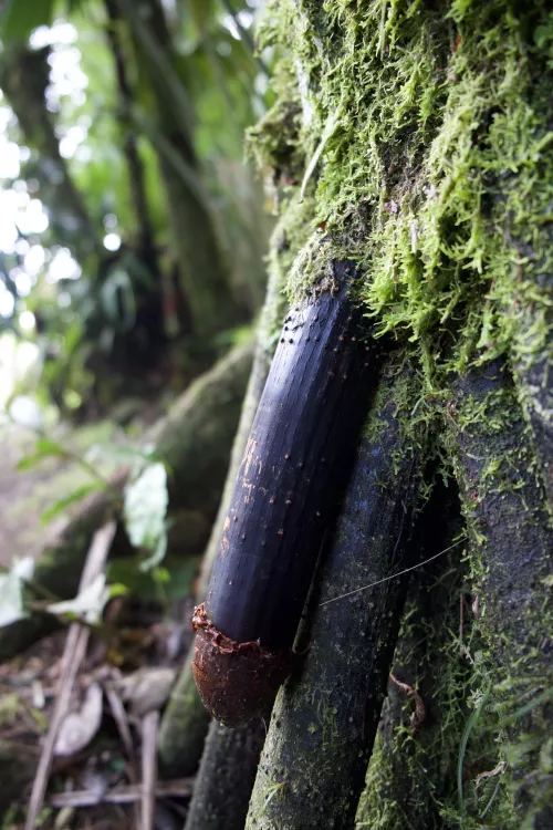 Nature being one with nature π€£π