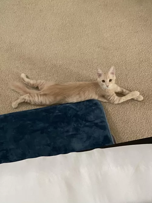 Newbie question: Can you still give a good rimm without using your tongue?