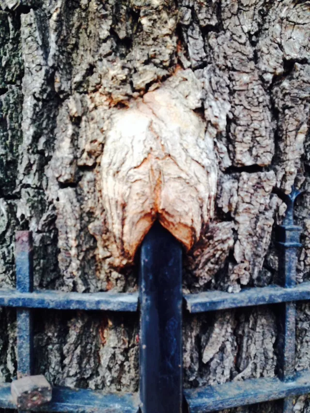 NSFW Tree NSFW Tree