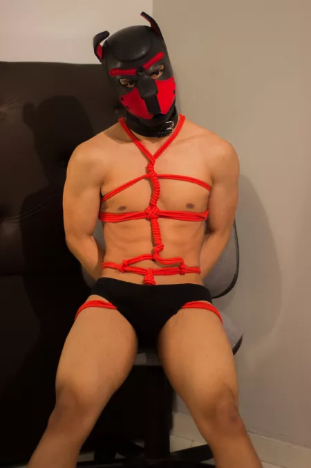 Oh no! Can you help me with this ropes? 🐶