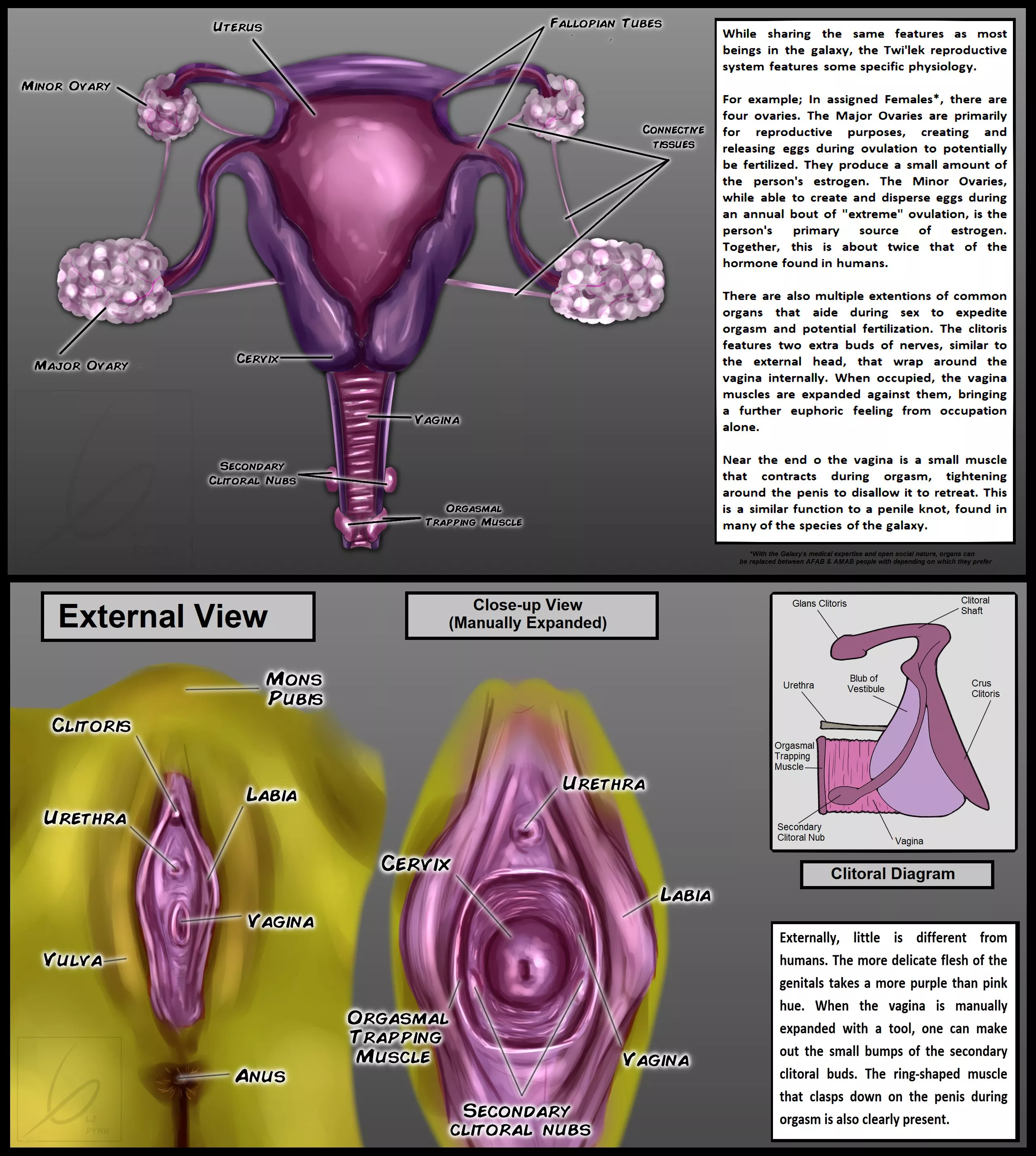 Part I of My Concept for what the Twi'ek Reproductive System might be like [@LjPynn]