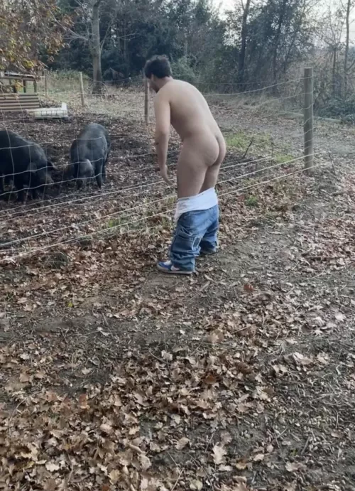 piggy