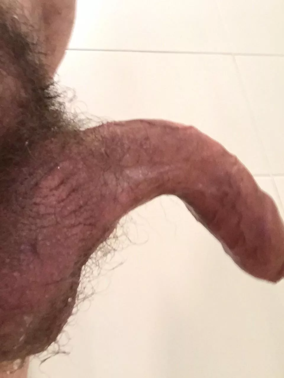 Piss dripping from my balls making me hard Piss dripping from my balls making me hard