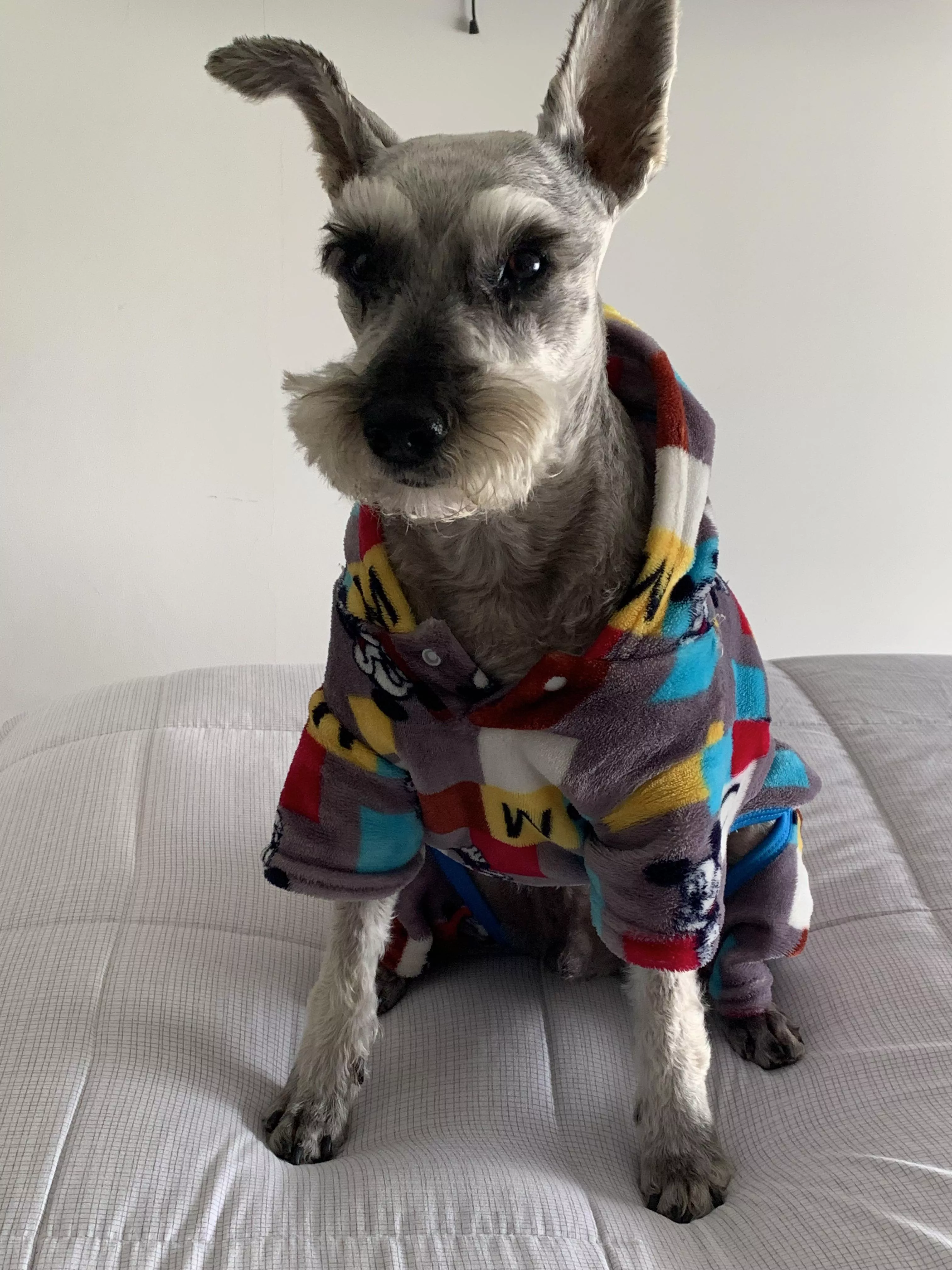 Pup 🐶 update!! He’s way better now :). Tysm for the lovely messages 🥺❤️‍🔥❤️‍🔥❤️‍🔥