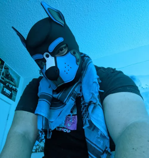 Puppy in Blue :3