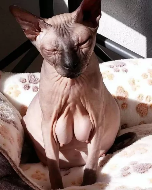 Pussy milkers