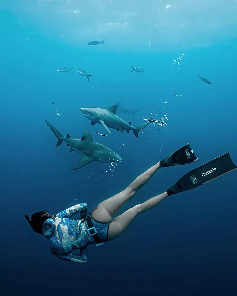 Shark diving Shark diving