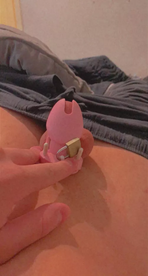 Should I be allowed out of my cage Should I be allowed out of my cage