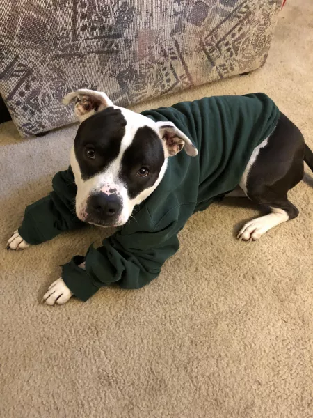 Sweater pupper