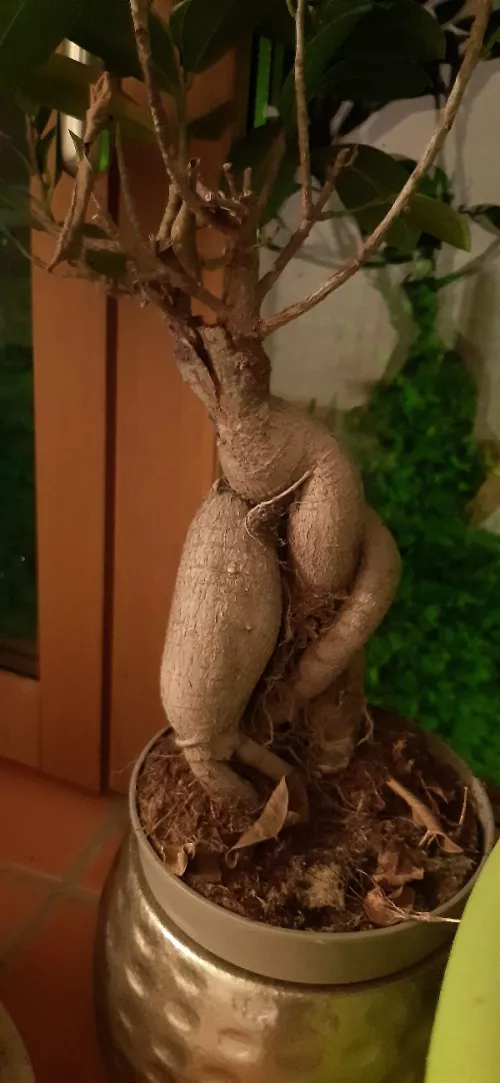 That ass!