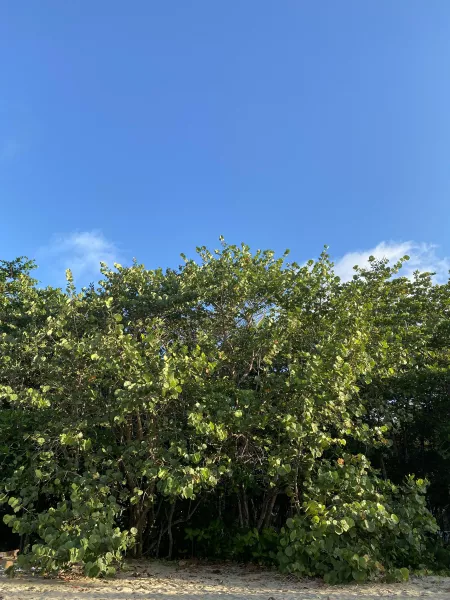 The jungle in front of a beach in the caribbean of Costa Rica ๐ด๐๐ฟ๐จ๐ท