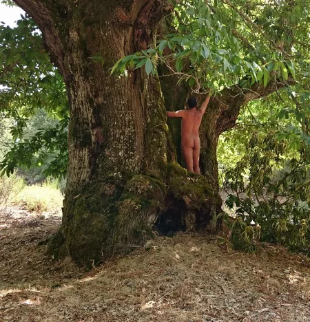 The mother nature. Milenary tree The mother nature. Milenary tree