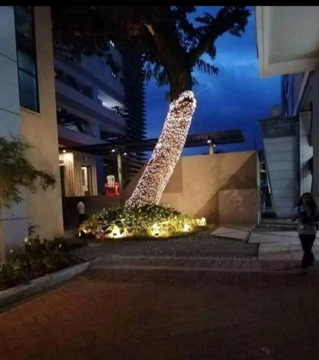 The neighbor said they will continue decorating the branches tomorrow. SPLURT The neighbor said they will continue decorating the branches tomorrow. SPLURT