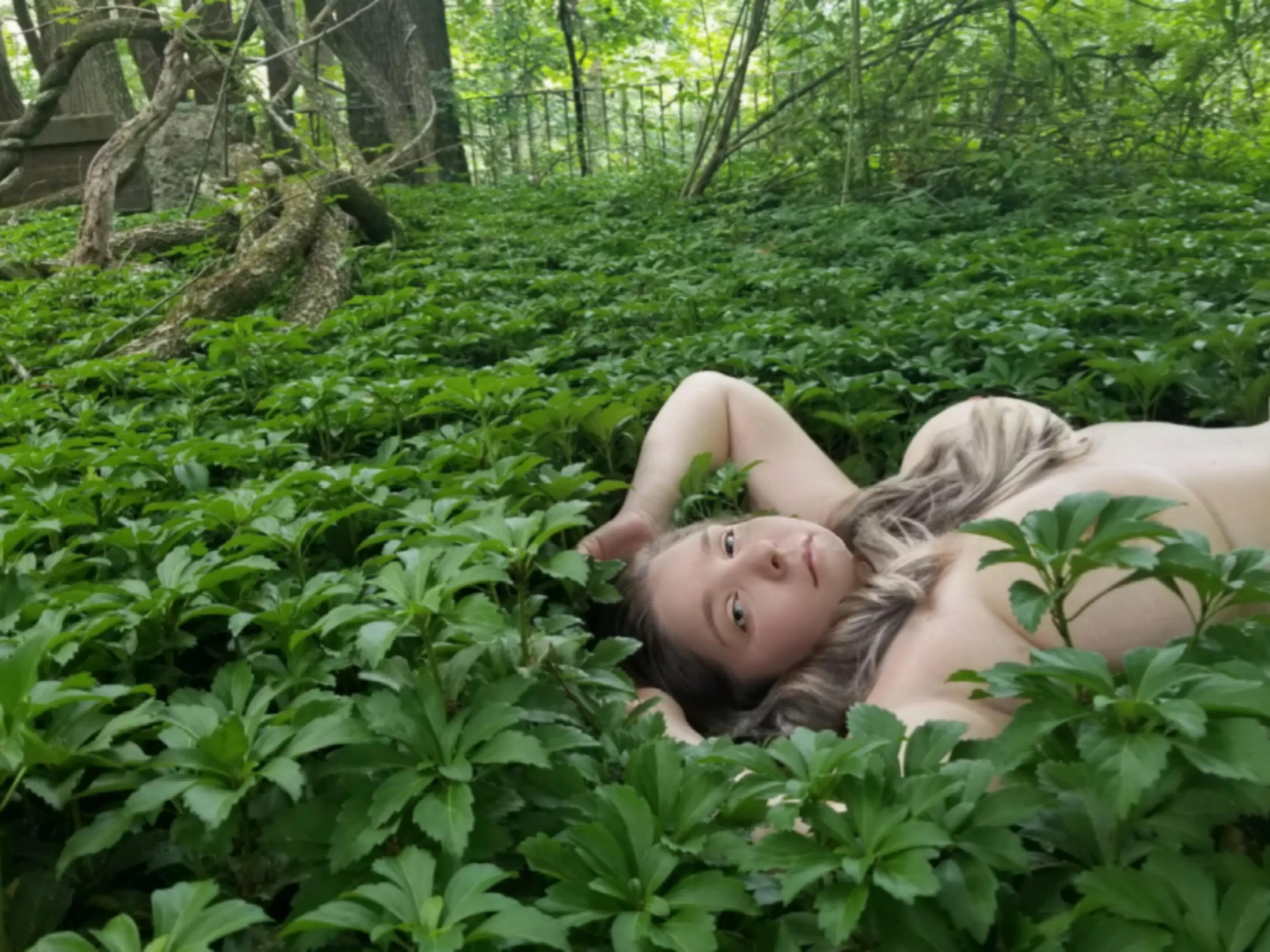 The only flower in these woods. The only flower in these woods.