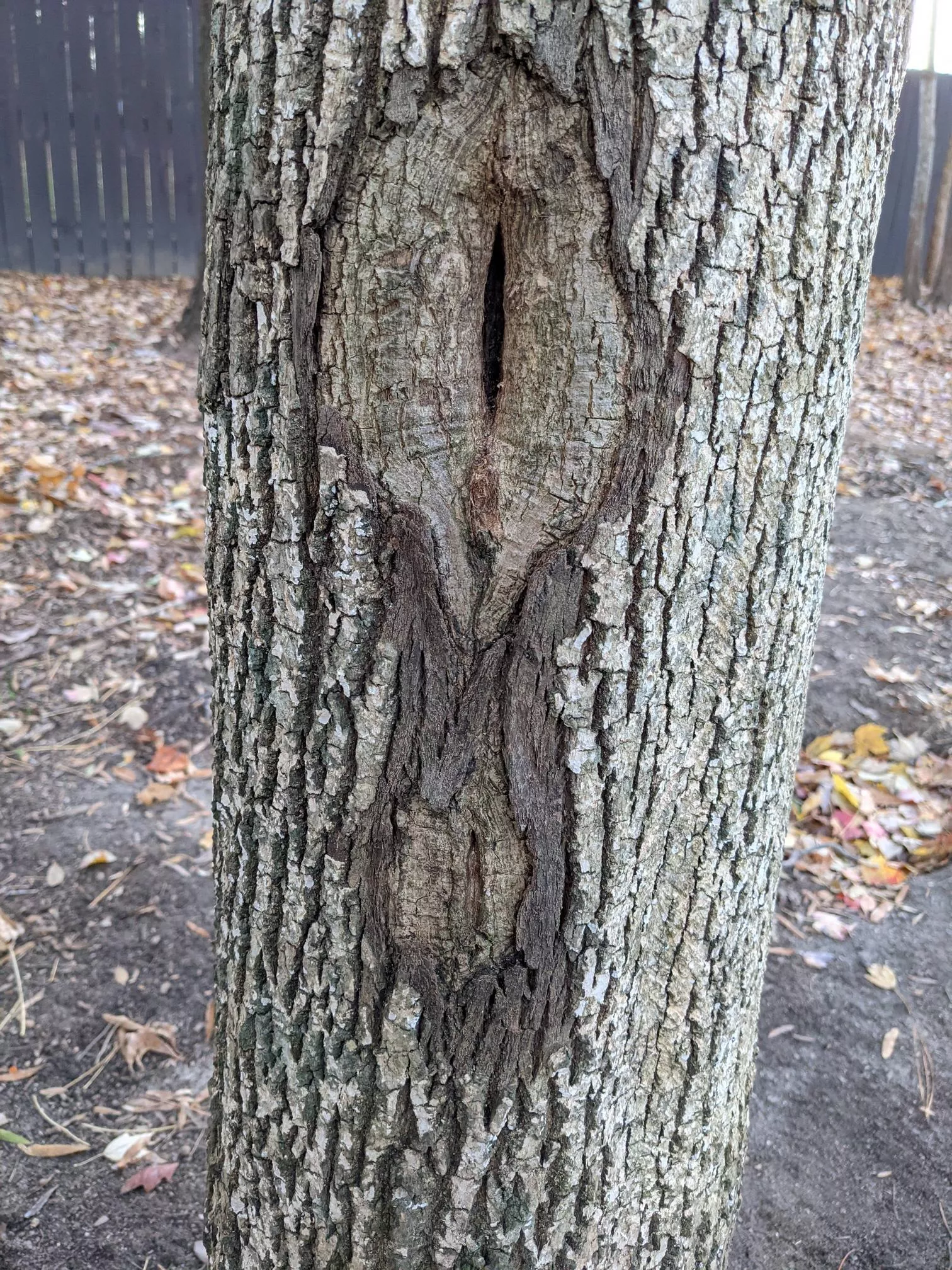 There's a tree in my backyard... There's a tree in my backyard...