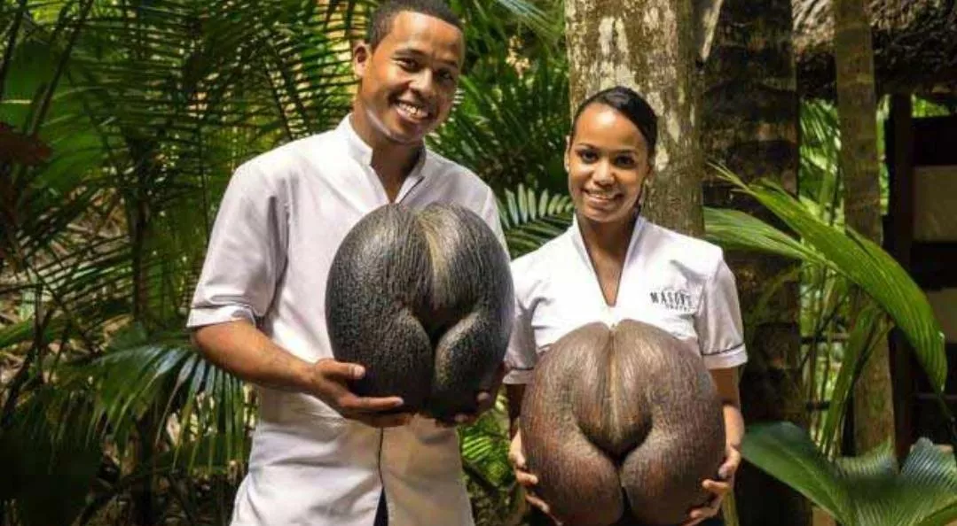 Thicc Thicc