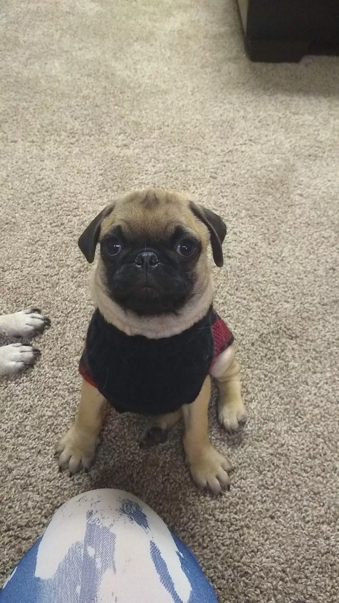 This is my Dexter, when he was just a puppy. One of my favorite pictures.