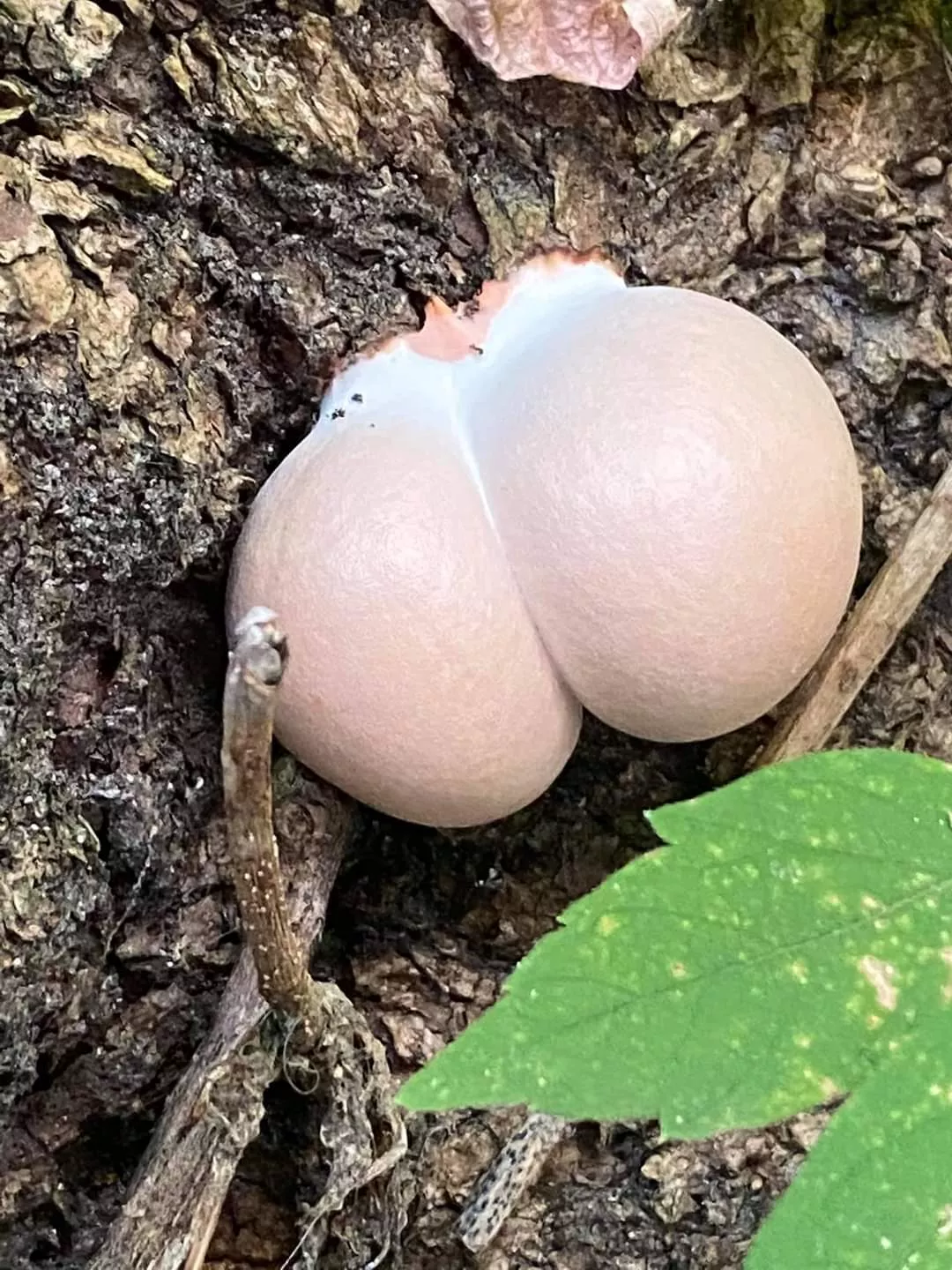 This mushroom better quit playing This mushroom better quit playing